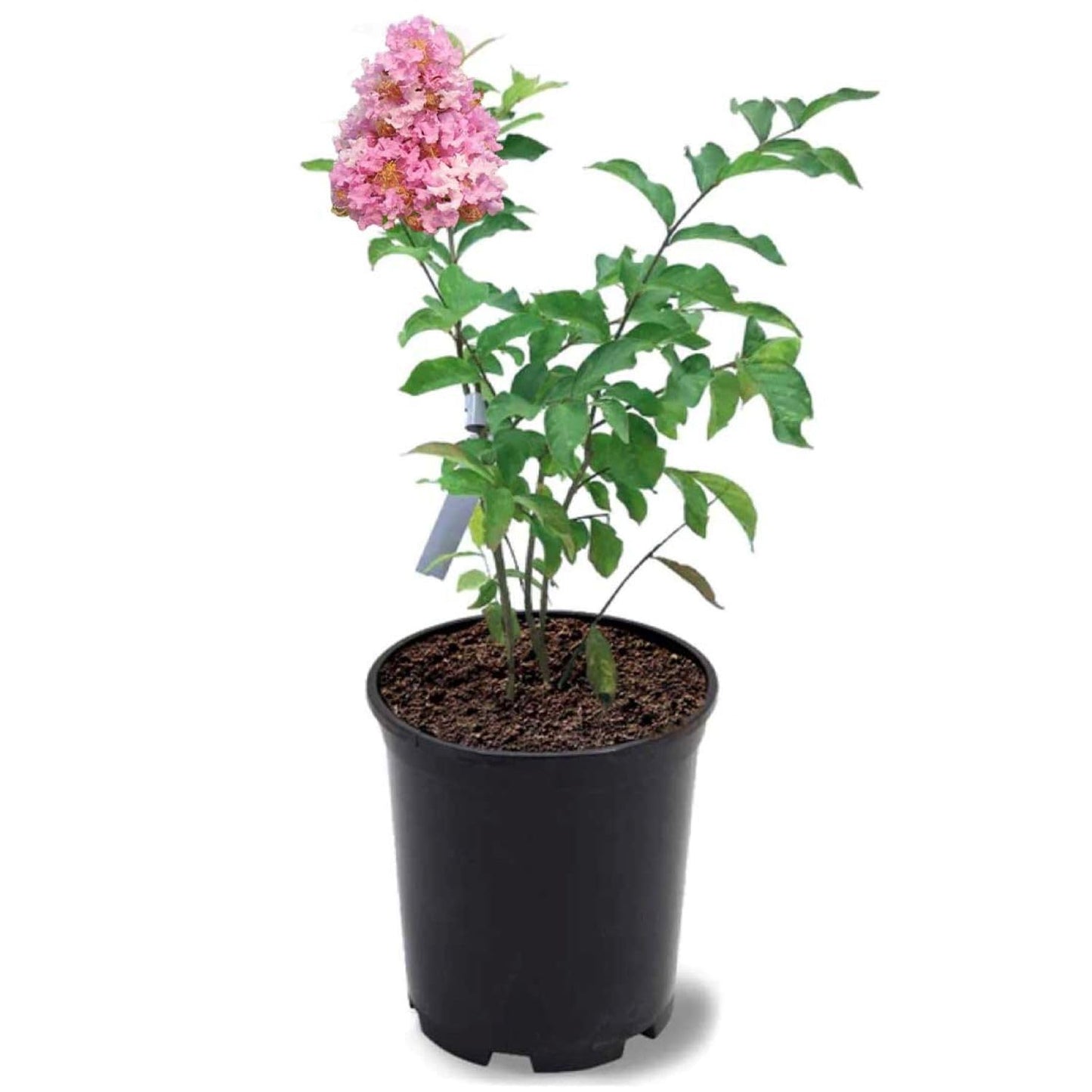 American Plant Exchange Muskogee Crape Myrtle, Live 1-Gallon Pot, Light Lavender Flowers, Red-Orange Fall Foliage, Hardy, Mildew Resistant, 100 Days of Blooming, Indoor/Outdoor Landscape/Houseplant