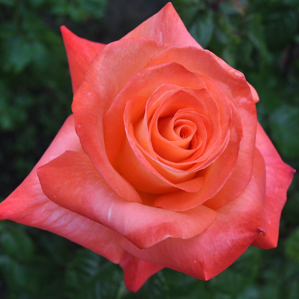 Heirloom Roses Rose Bush - Octoberfest™ Multi Lightly Fragrant Grandiflora Live Plants for Outdoor Garden