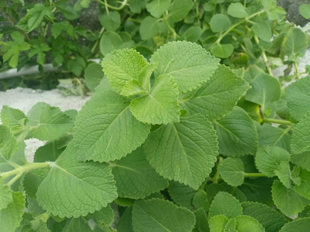 Live Cuban Oregano Plants, 5-7 Inches, Mexican Mint Spanish Thyme, Set of 2, Perennial Garden Ready