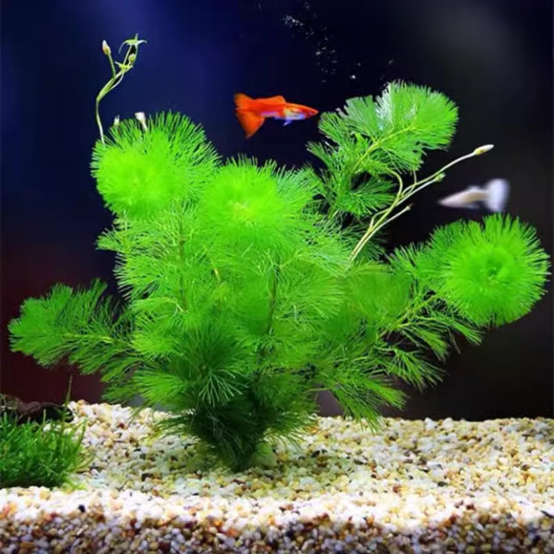 7 Green Cabomba Plants Live, Aquarium Plants Live, Live Cambomba Plant, 4 to 6 Inc Tall Aquatic Pond Plant