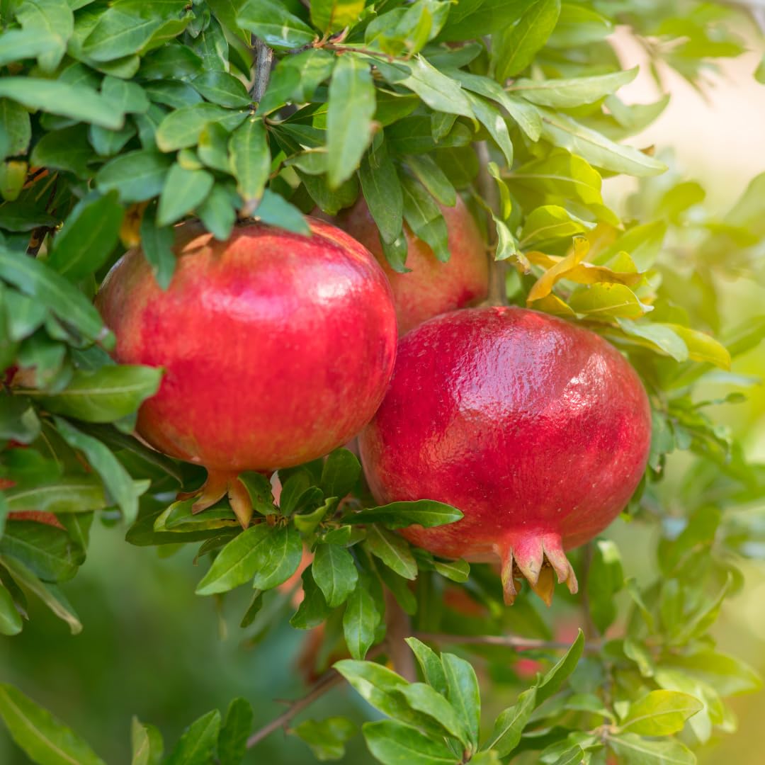 Sweet Pomegranate Tree Live Plant, Red Wonderful Pomegranate Tree Zone 8 to 11, Size 8 to 10 Inch Tall