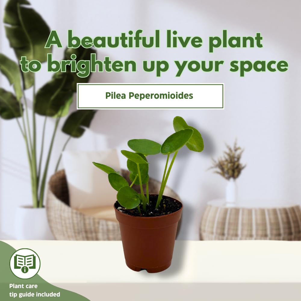 BubbleBlooms Chinese Money Plant Pilea Peperomioides in a 2 inch Pot