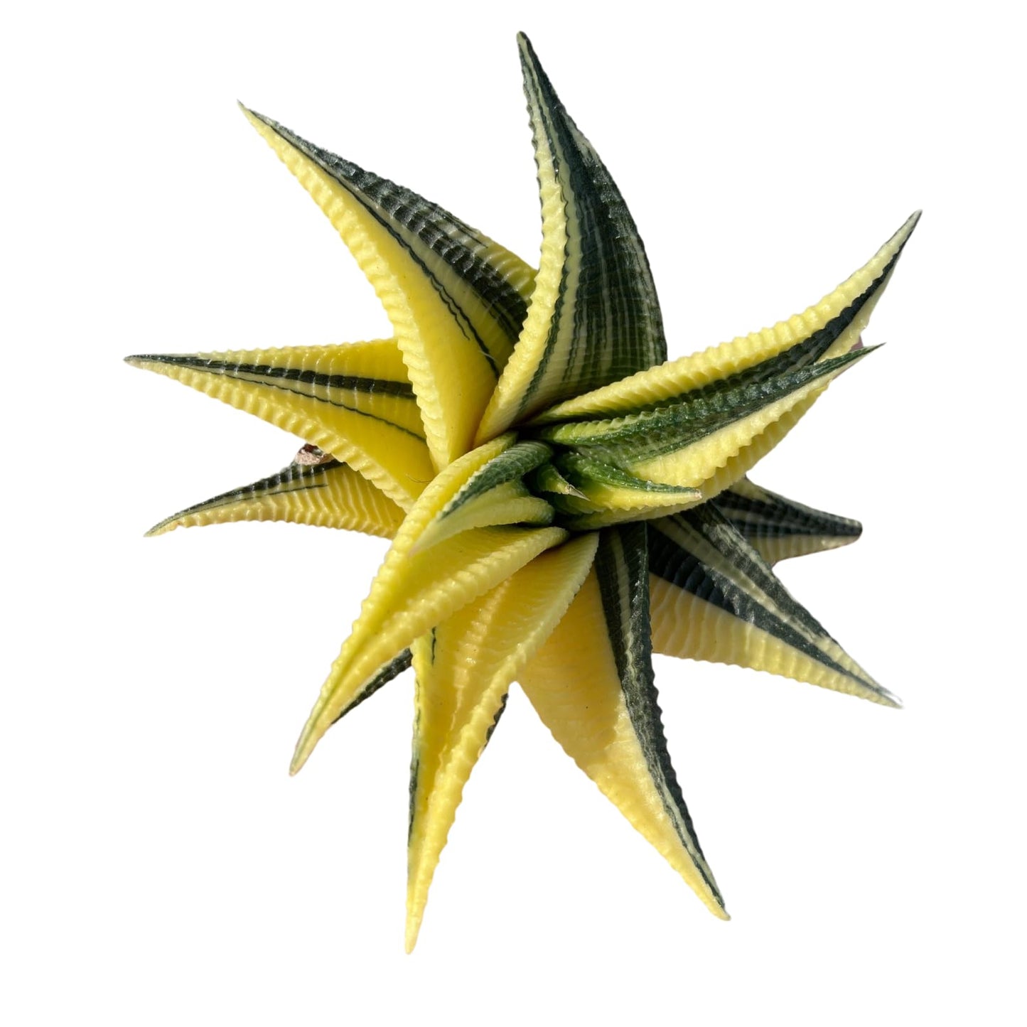 Rare Haworthia Limifolia variegata Succulent Plants – Unique Live Indoor Plants | Low-Maintenance | Great for Collectors, Home, Office, and Gifts
