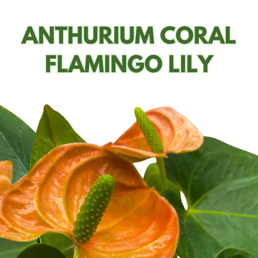 BubbleBlooms Anthurium Coral, Orange - ish in a 4 inch Pot Heart Shaped Leaf