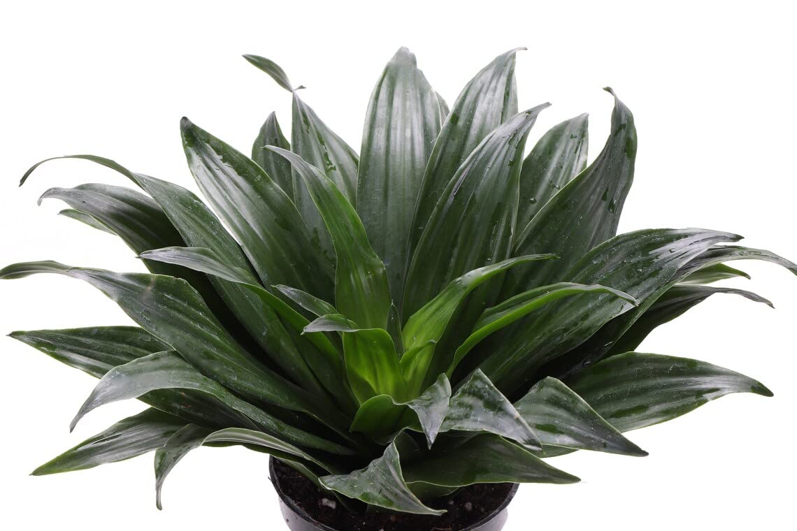 Thorsen's Greenhouse Live Janet Craig Compacta Plant, Dracaena Fragrans, Live Indoor Plant, 4" Diameter Pot