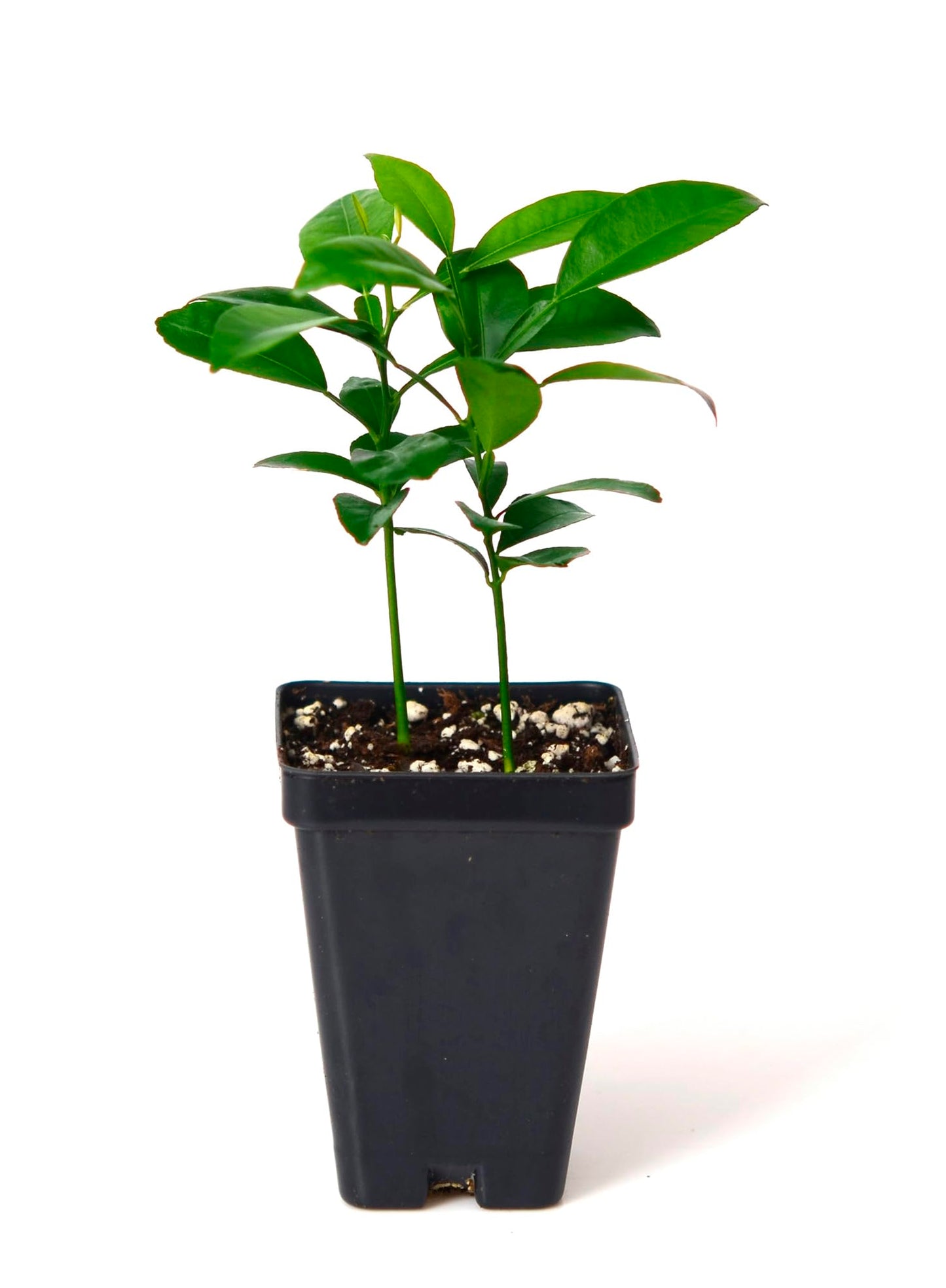 Yuzu Citrus Tree - Pot of 2 Starter Plants. Citrus Junos. 3" - 5"
