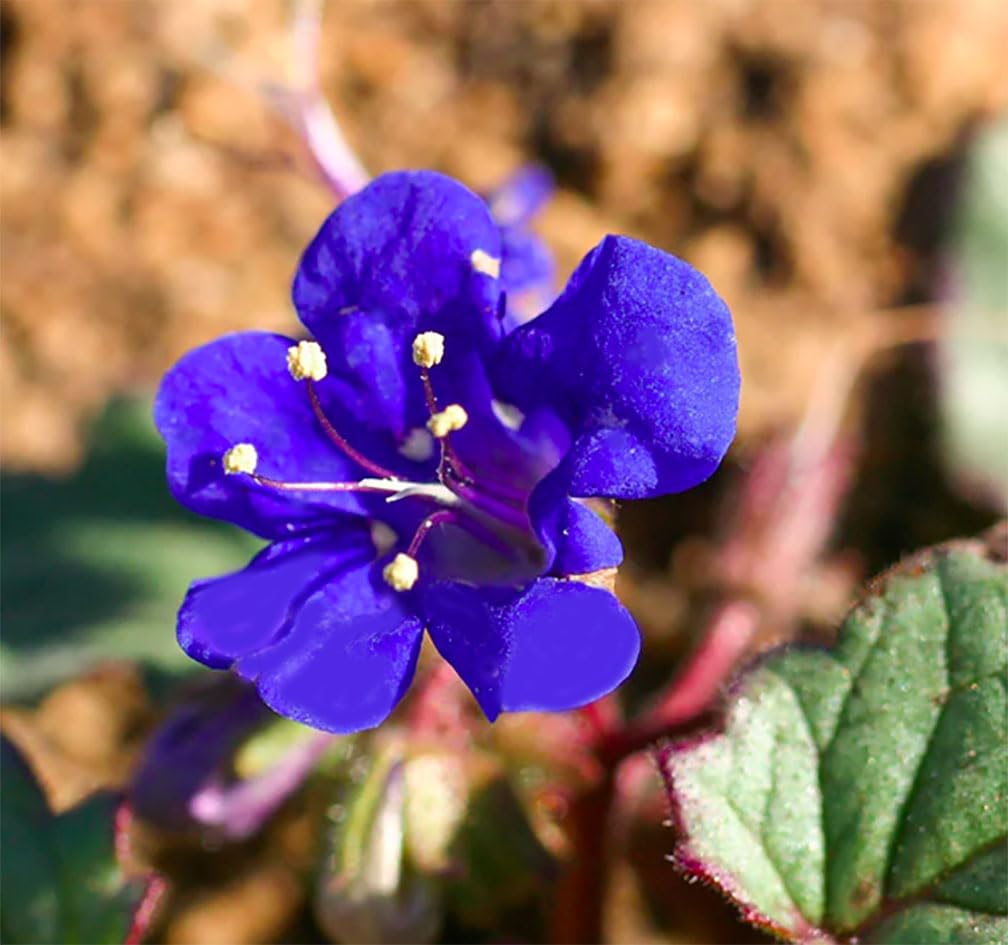 3,000+ California Bluebells Wildflower Seeds - California Native Wildflower - Nemophila Menziesii S