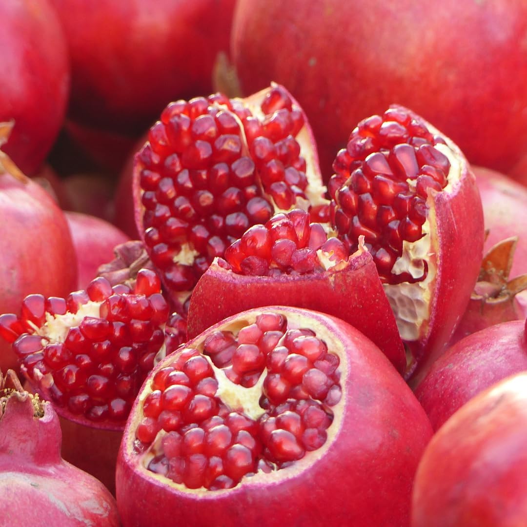 1 Year Old Pomegranate Tree Live Plant, Sweet Red Pomegranate Starter Size Seedling in 4" Pot, for Indoor Outdoor Spring Growing