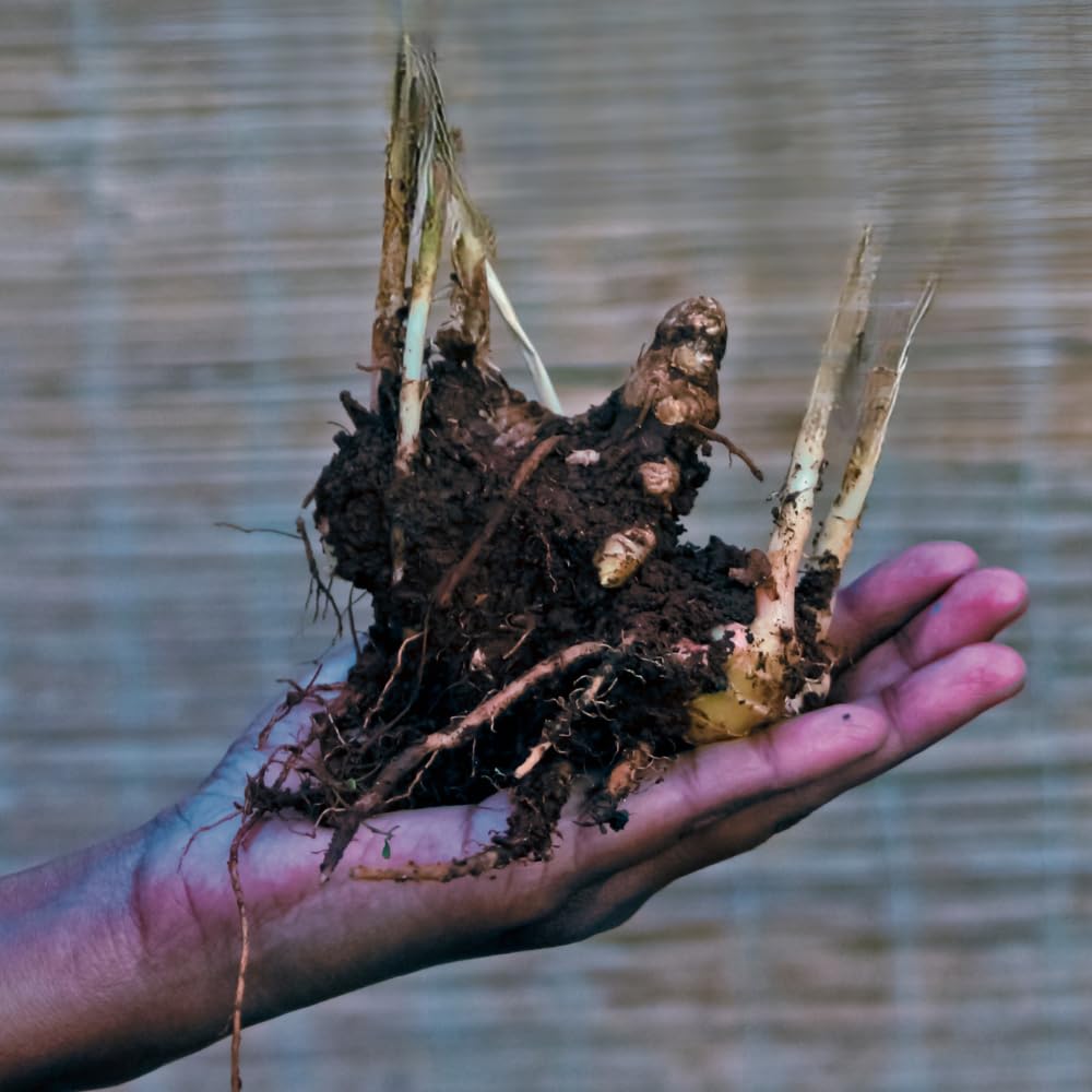 Set 5 Shampoo Ginger Roots, Awapuhi Zingiber Zerumbet Rhizomes, Pinecone Ginger Lily Flowers for Outdoor Growing