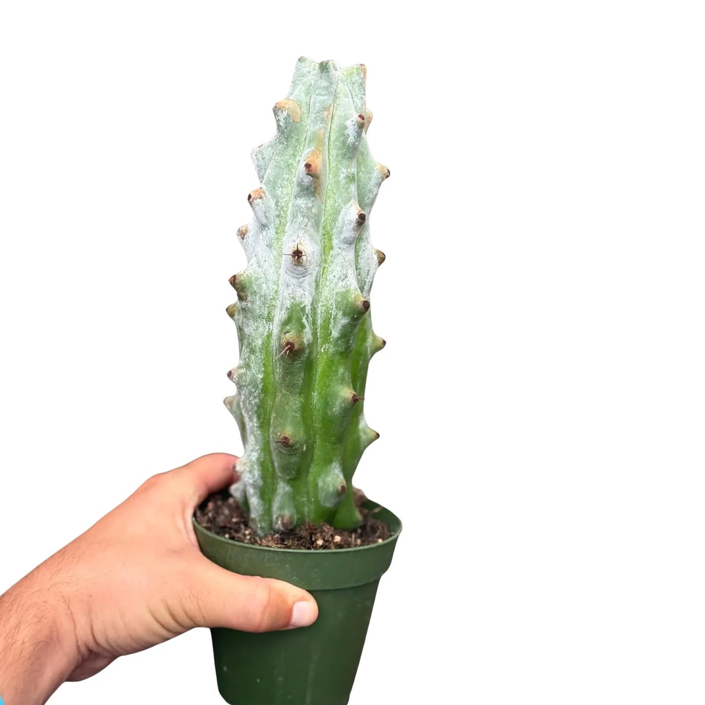 Ghost White Boobie Cactus Live Plant – Rare White Succulent Cactus Cutting – Fully Rooted Indoor & Outdoor Decorative Houseplant – Unique Gift for Home, Office & Garden Decor (Heat Pack Included)