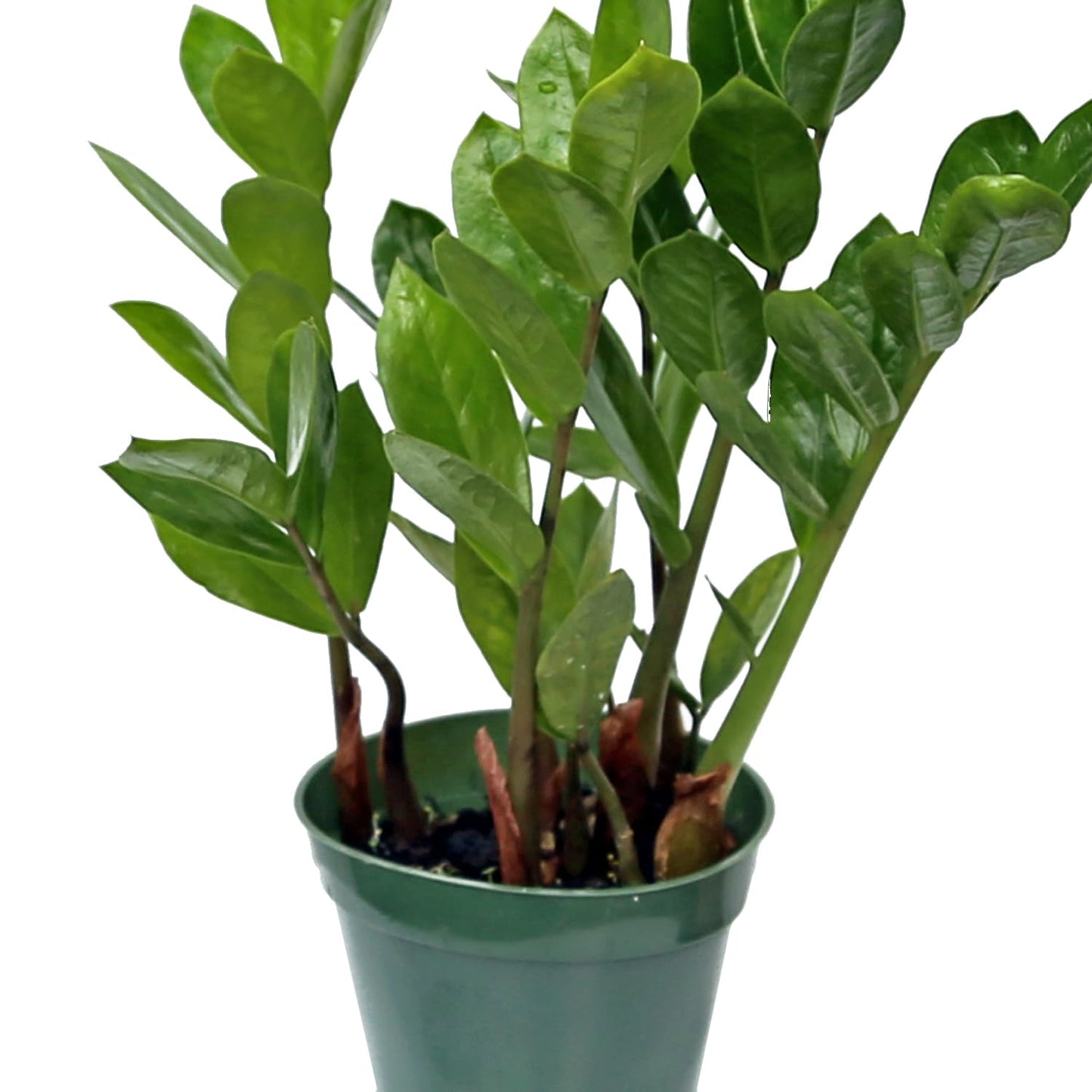 Live Zamioculcas Zamiifolia, ZZ Plant, Christmas Gift Houseplant, Birthday Good Luck Tree Gift, Plant Lover Gift, Indoor Potted Plant, Evergreen Plant Gift in 4" Pot