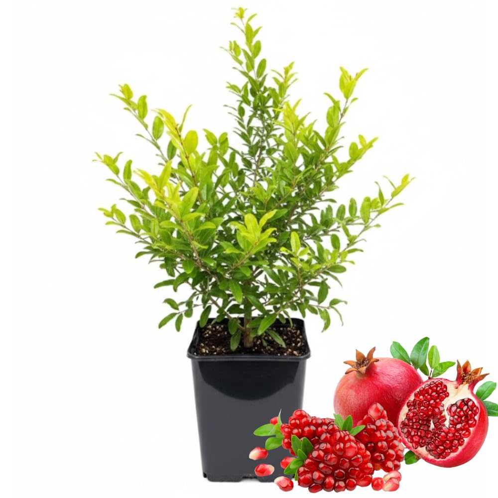 Red Pomegranate Tree Live Plant, 6-12” Tall, Sweet Pomegranate Fruit Plant in 4” Pot, Cold Hardy
