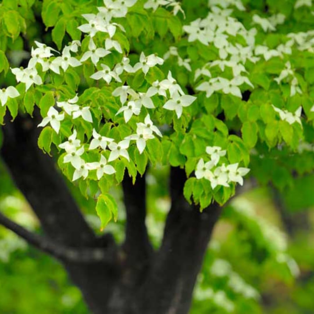 Dormant Dogwood Tree Live Plant, 9 Months Old 6-12 Inch Tall in Quart Pot, Dogwood Tree Potted, Perennial, Well Rooted Plants, Cold Hardy (White Kousa)