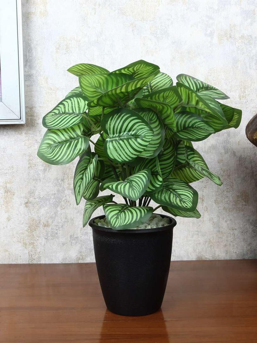 100pcs Green Calathea Plant Seeds for Planting, Tropical Foliage Seeds for Indoor & Outdoor Growing | Easy to Grow Houseplant Seeds