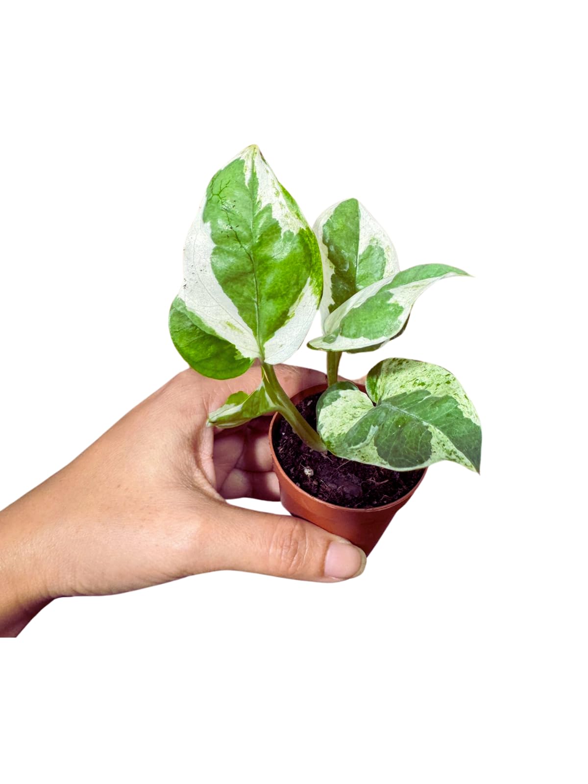 Pearl and Jade Pothos Starter Plant in 2 inch Pot, Low Light Indoor Vining Plant, Climbing Terrarium Plant, Office, Gift, Home Decor Live Plant