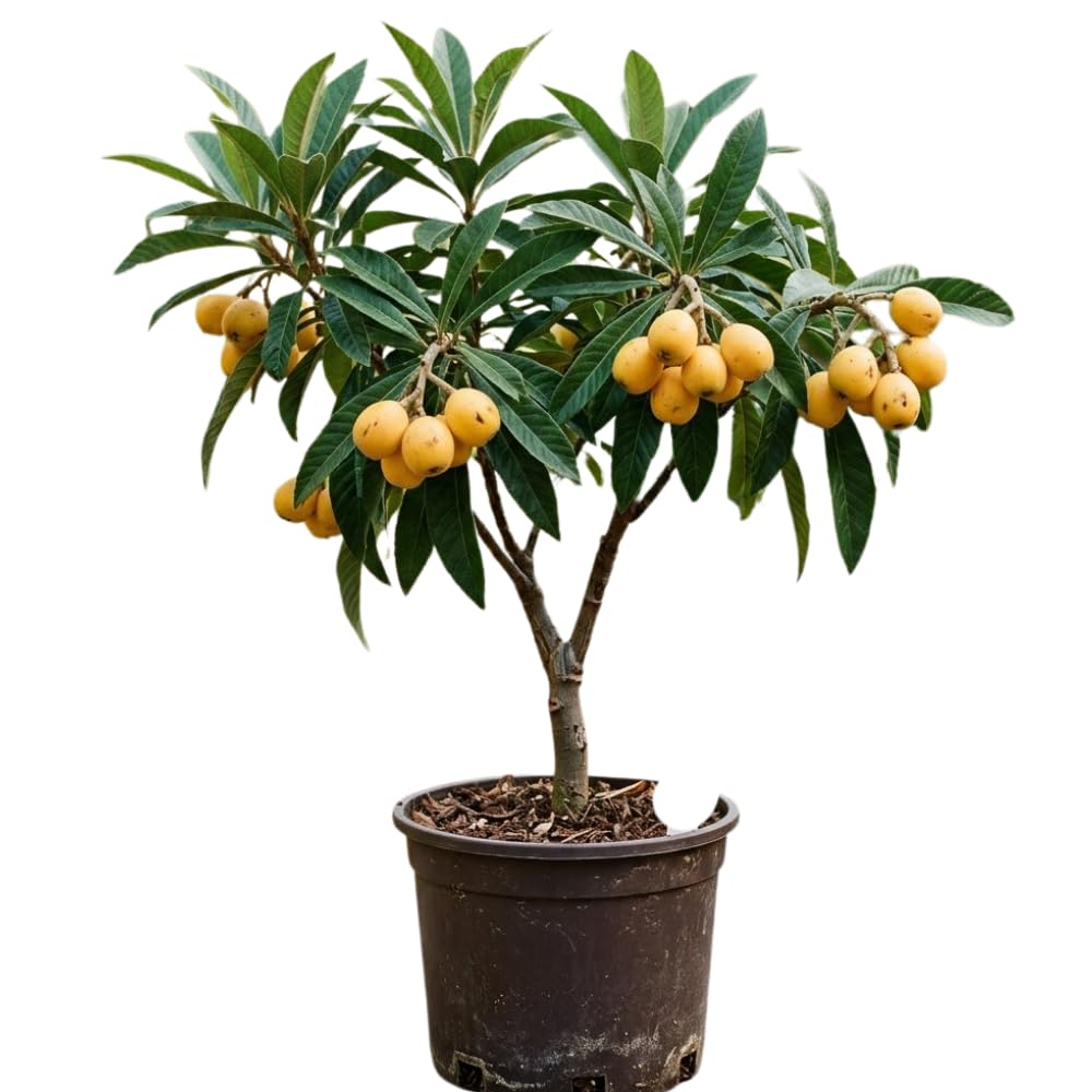Golden Loquat Tree Plant Live, Loquat Fruit Live Plant, 1 Gallon Pot, Sweet Fruit Garden Outdoor, No Ship to CA