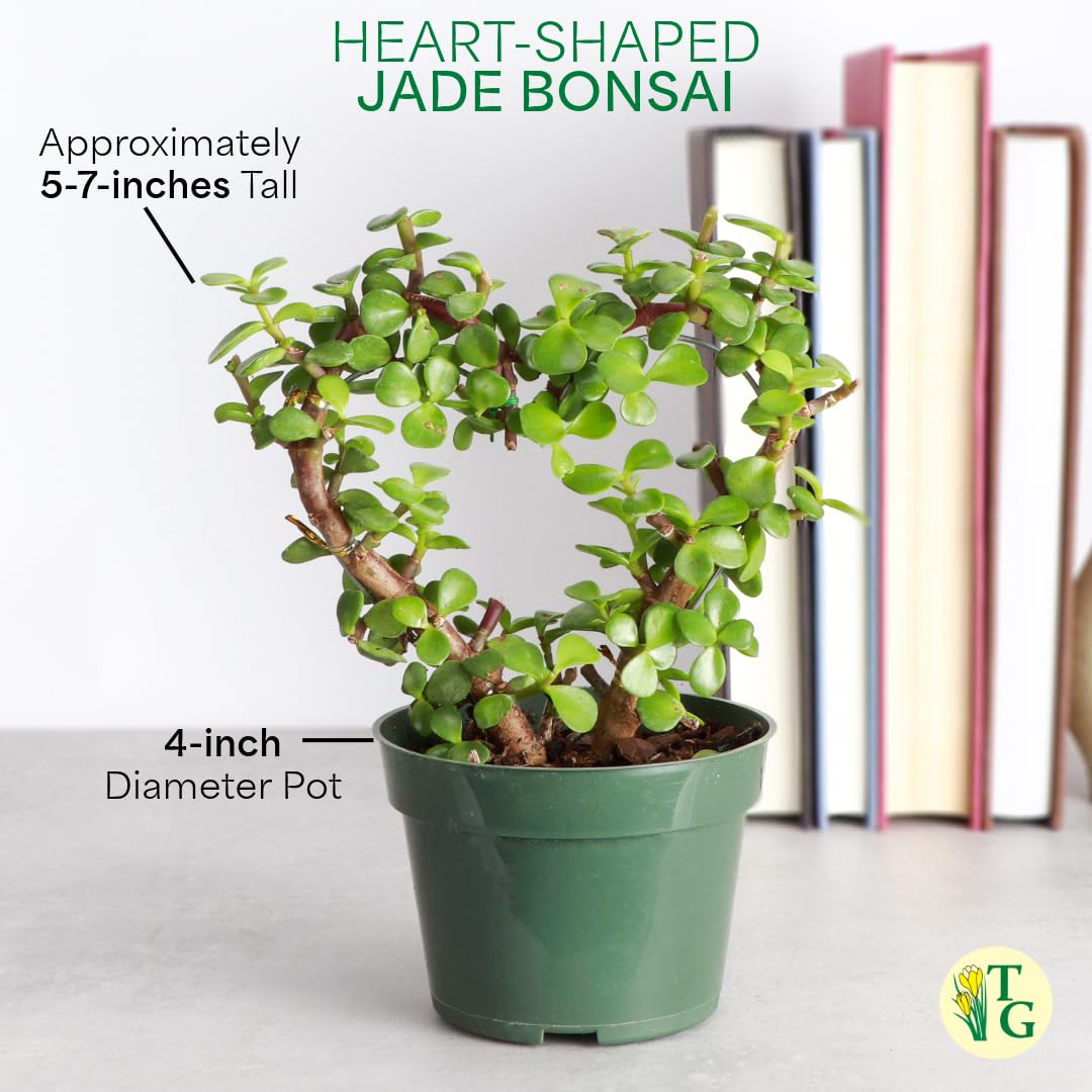 Thorsen's Greenhouse, Heart-Shaped Jade Bonsai Plant, Live Indoor Plant, Gift, Succulent Plant, 4-inch Diameter Pot (Lavender)