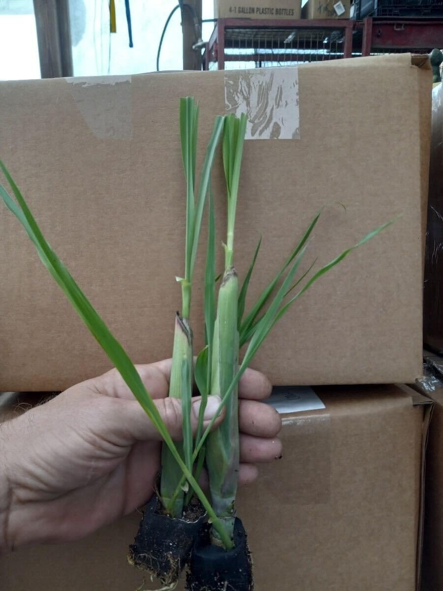 10 Large Lemon Grass Stalks Plants for Outside Live, Bare Root Lemongrass Plants Live Fresh Well-Rooted, Lemongrass Herb Plants, No Pot
