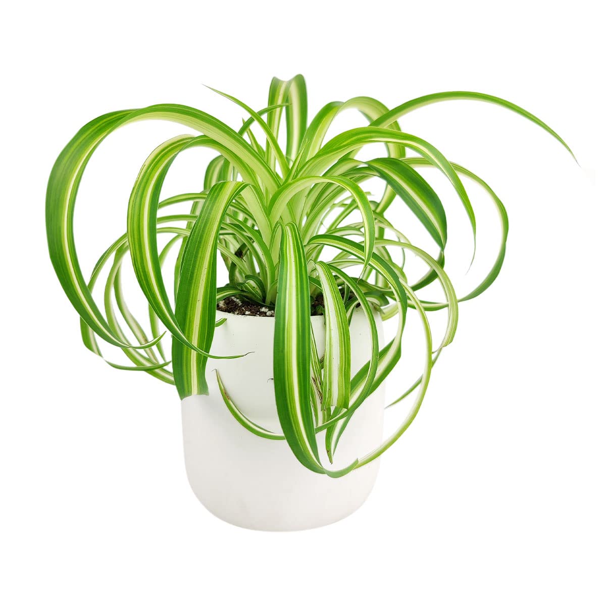 Curly Spider Plant 'Bonnie' (4" Grower Pot) - Healthy Houseplant - Easy Care Indoor Houseplant, Fully Rooted in 2/4/4.5/5/6 inch Sizes
