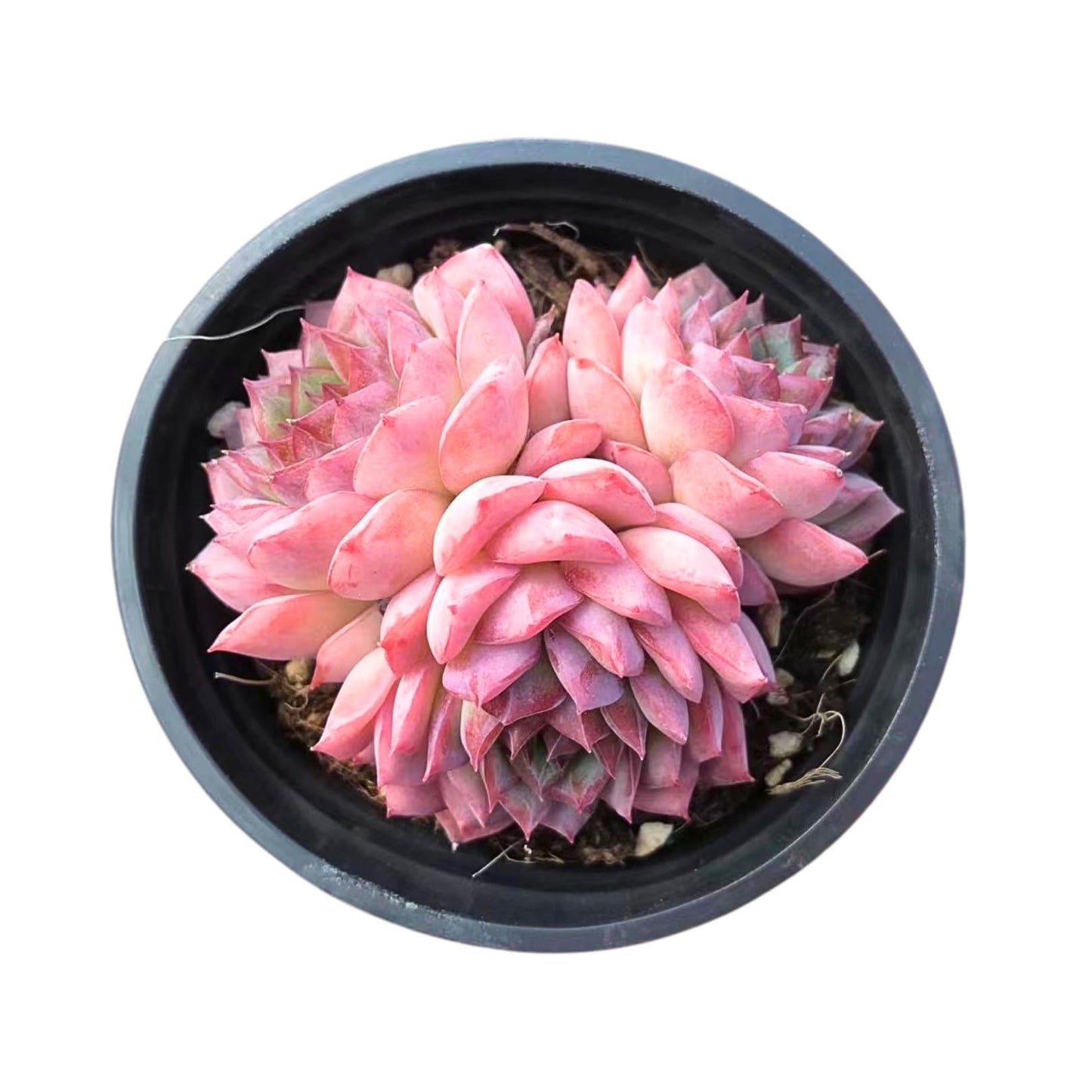 Echeveria Desert Rose - Cluster – Live Succulent – 2.5 Inch – Drought-Tolerant, Low Maintenance, Ideal for Indoor & Outdoor, Terrariums, Rock Gardens
