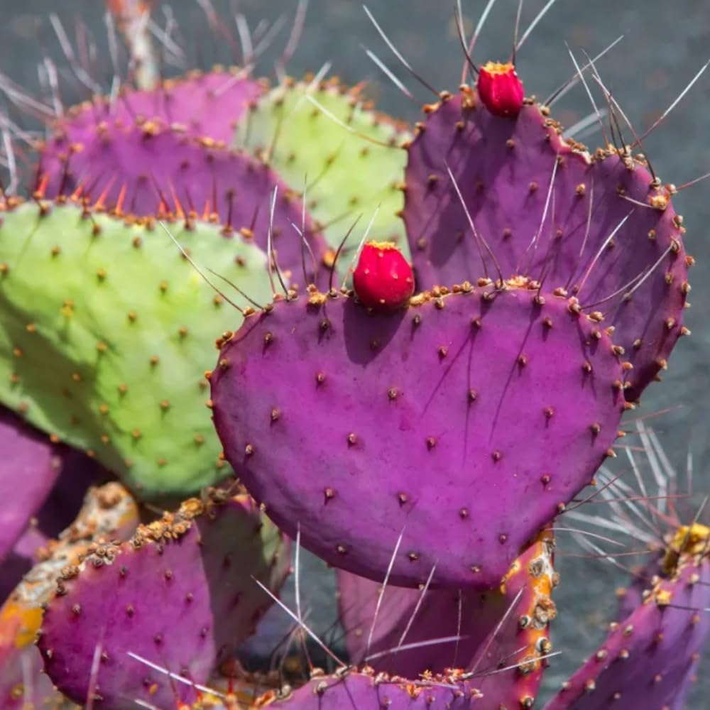 Purple Prickly Pear Cactus Live Plant, in 3.5" Pot, Hardy Purple Cactus for Outdoor or Indoor Growing