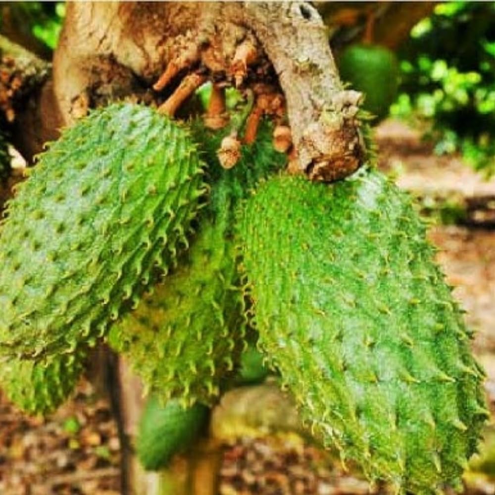 Guanabana Soursop Tree 2 to 3 Feet in Gallon Pot, Sweet Soursop Plant Live for Planting, Soursop Fruit Tree, No Shipping to CA
