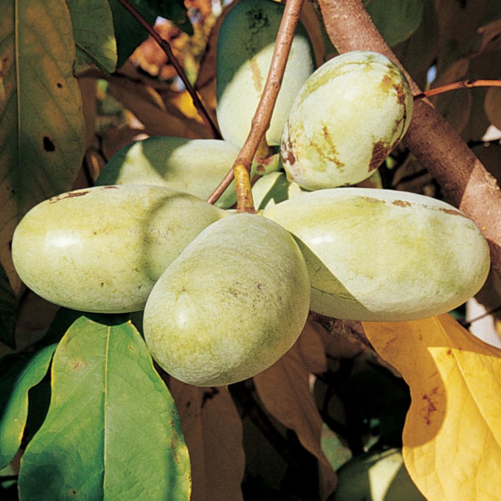 Sets 2 Pawpaw Trees Live Plants 1 Year Old, 7 to 12" Tall Established Roots, Paw Paw Banana Tree Plant Live, Pawpaws Plant for Growing Outdoor