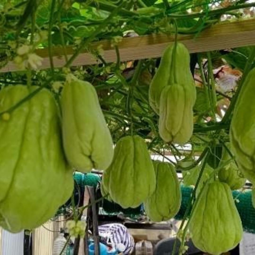 Chayote Live Plant, Chayote Squash Rooted, Chayote Vegetable Live Plant for Planting, Live Chayote Plant from 4 to 6 Inc Tall