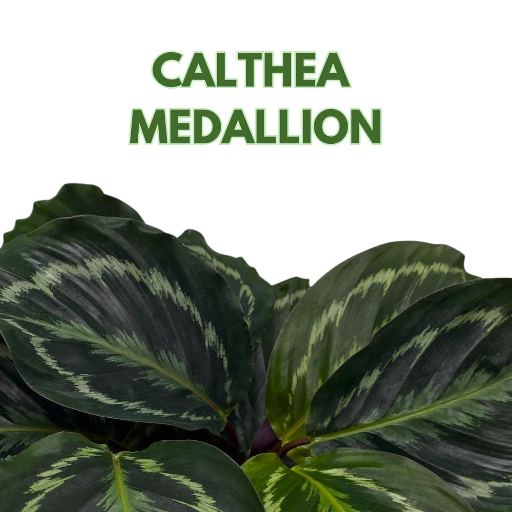 BubbleBlooms Calathea Medallion, Roseopicta in a 4 inch Pot Regal Rose, Rabbit Ear Prayer Plant
