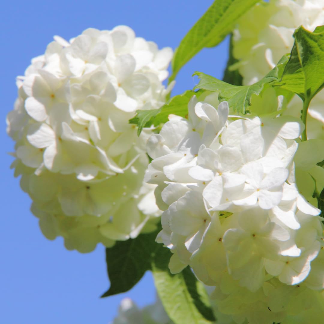 Old Snowball Viburnum Bush Plant Live, White Viburnum Bush Plants, 8 to 12 Inch Tall for Planting