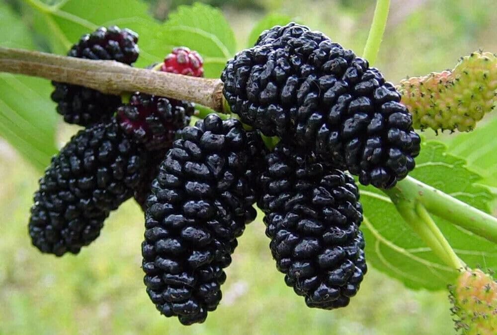 Live Plant - Dwarf Everbearing Mulberry Tree-Starter Plant- Morus nigra Plant Edible Fruit