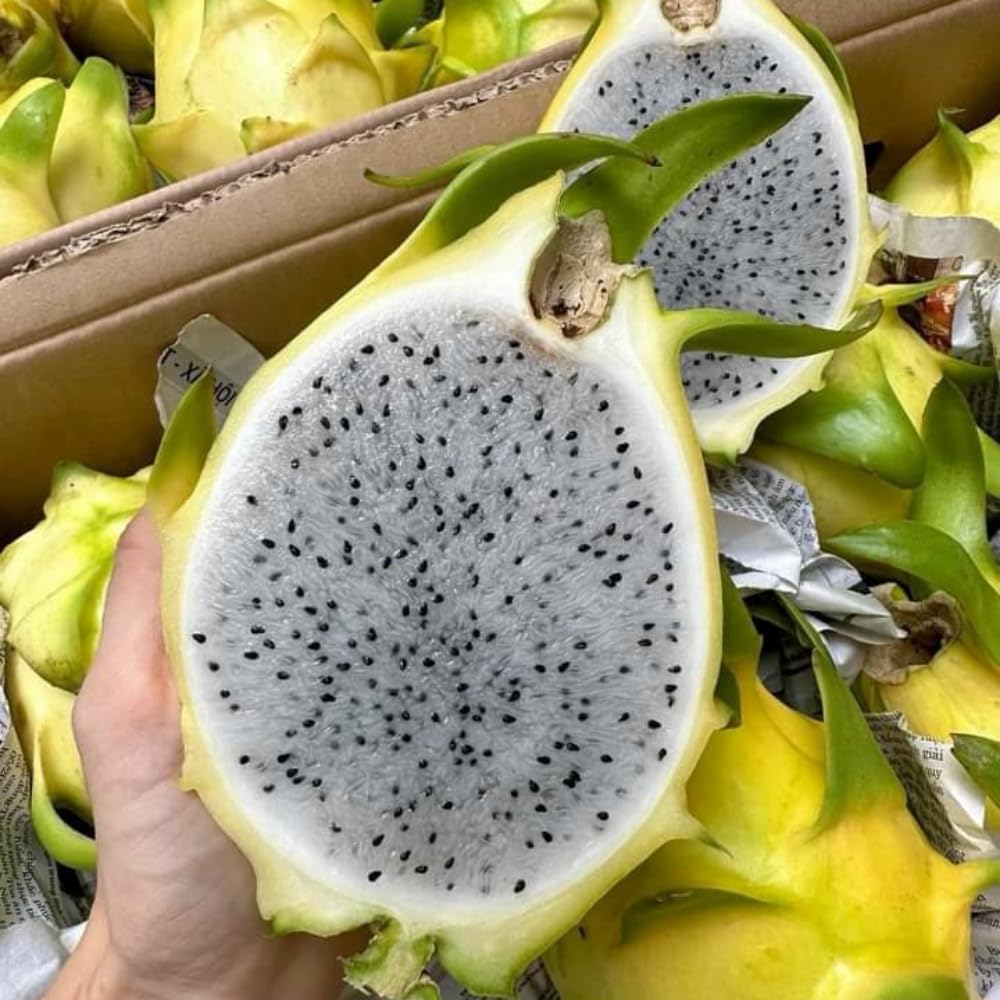 2 Yellow Dragon Fruit Tree Live Plant, 4 to 7 Inc, Live Dragon Fruit Plant, Sweet Fruit Plant Outdoor Garden, Without Pot