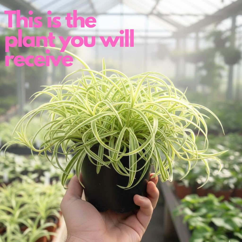 Curly Spider Plants Live House Plant | 4 Inch Pot Hanging Bonnie Spider Plant | Low Maintenance, Thrives in Home & Office, Perfect for Plant Enthusiasts