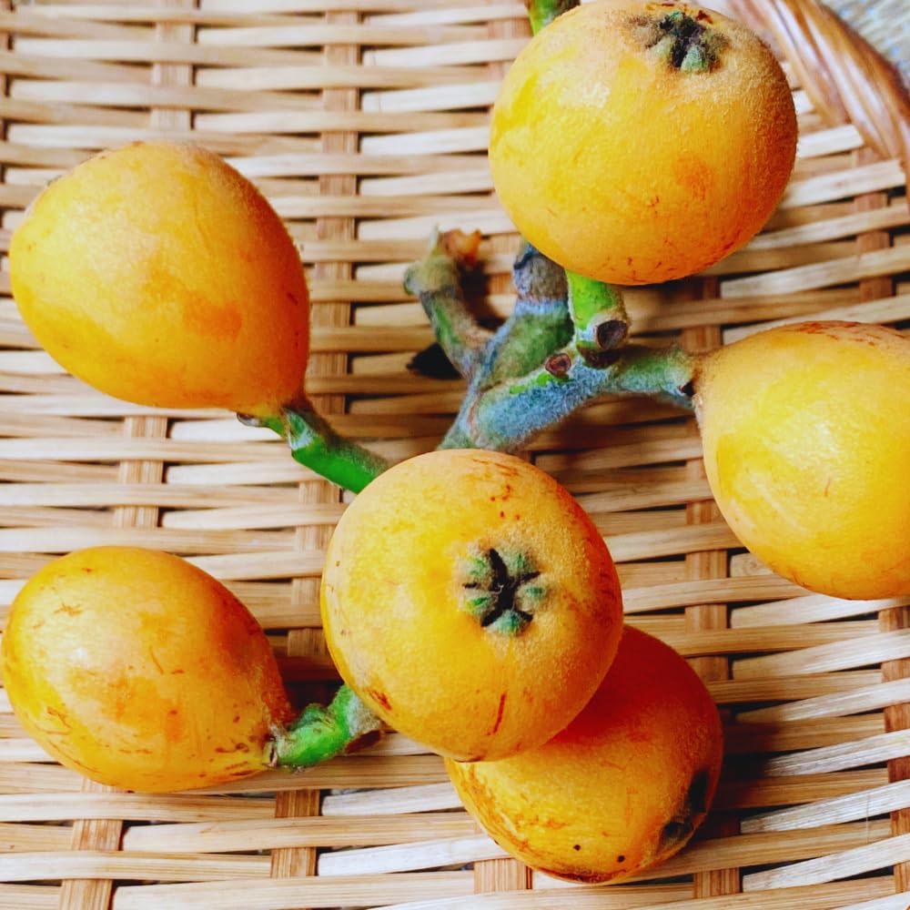 Loquat Tree Live Plant, 5 to 9'' Tall, Live Loquat Plant Tree Pot, Cold Hardy Garden