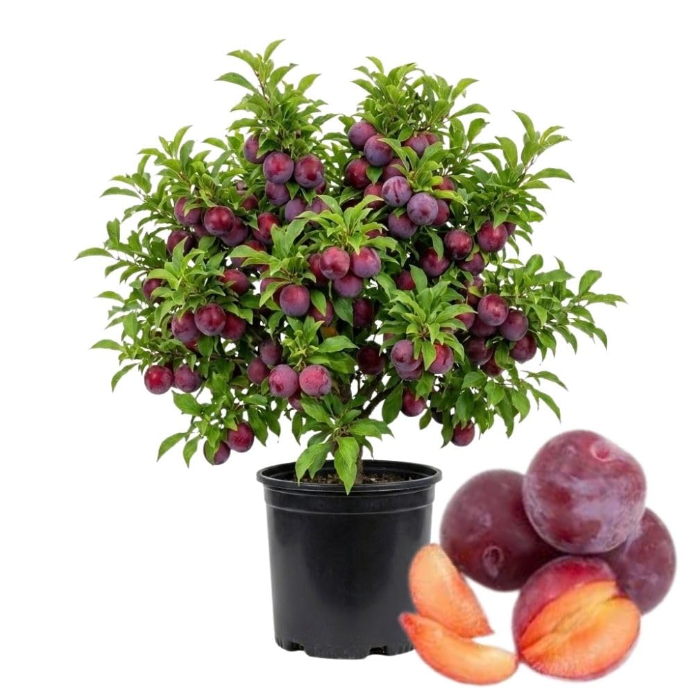 Santa Rosa Plum Tree 2-3 Feet Tall, Red Plum Tree Plant Live in 3 Gallon Pot, Tropical Plums Grafted Trees for Planting Outdoor Garden, No Ship to CA