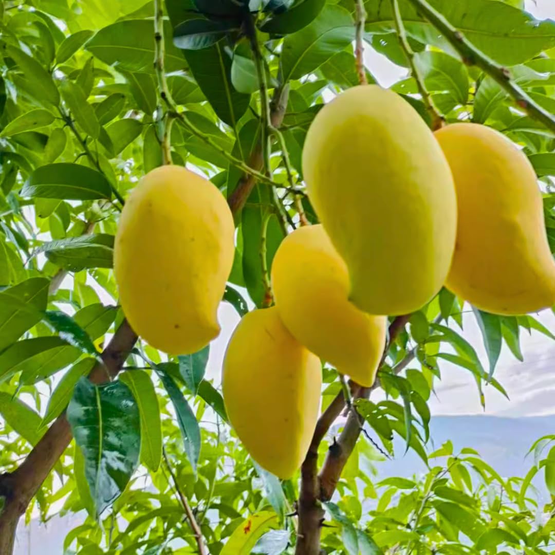 Large Yellow Mango Tree Live Plant, 8 to 14 Inches Tall in Pot, Ready to Bear Fruit in 1-2 Years, Large Sweet Mango Tree for Planting