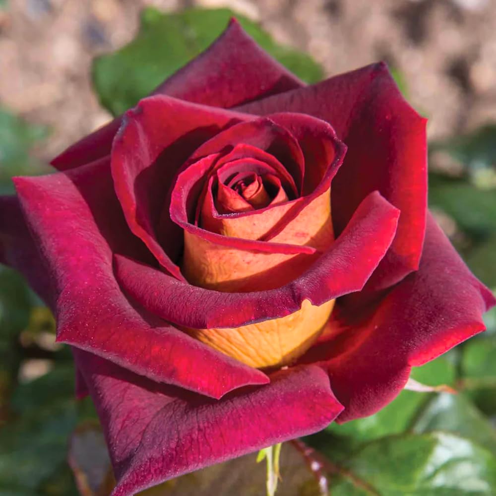 Rose Bush Live Plant, Fragrant Hybrid Tea Rose Flowers Well Rooted Plant, 5-10 Inc Tall for Planting Indoor Outdoor (Dark Night Rose)