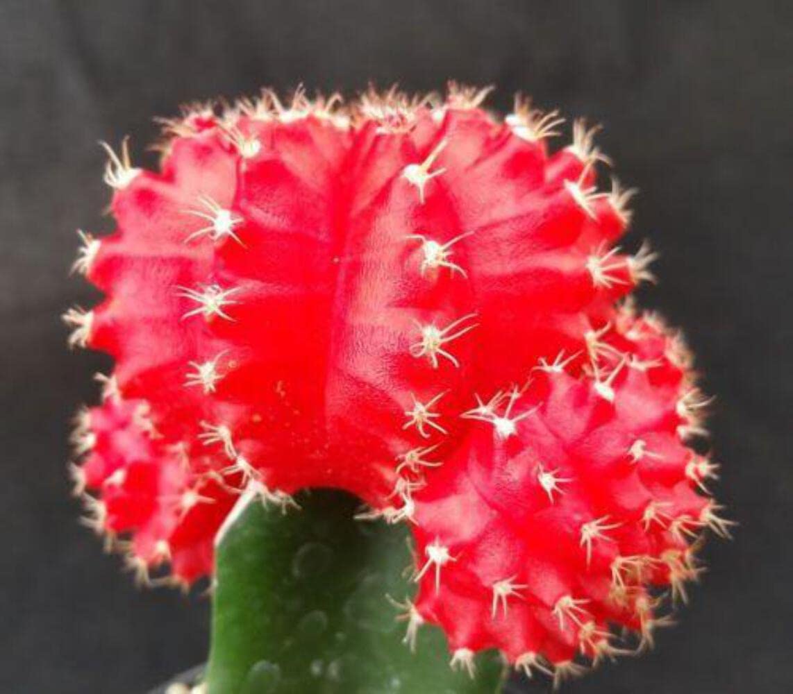 Red Grafted Moon Cactus - Gymnocalycium mihanovichii Hibotan Cacti Cactus Succulent Real Live Plant