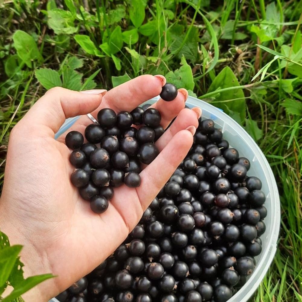 Huckleberry Plant Live in 4'' Pot, Sweet Black Huckleberry Bushes Live Plants 4-7 Inches, Outdoor Planting