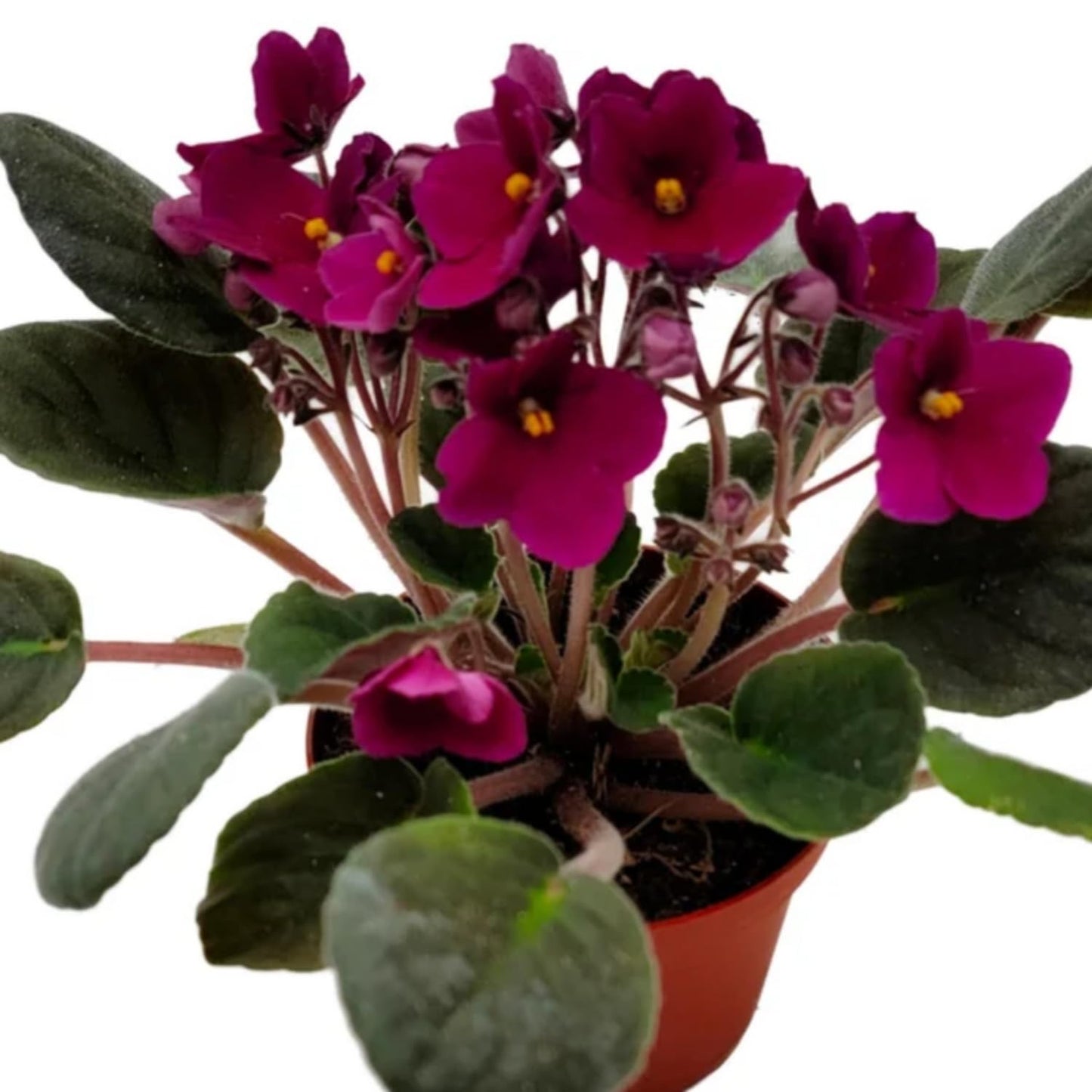 African Violets Live Plants Houseplants, African Violet Flower 4 Inches Pot, Live African Violet Plant Indoor (Burgundy Red)