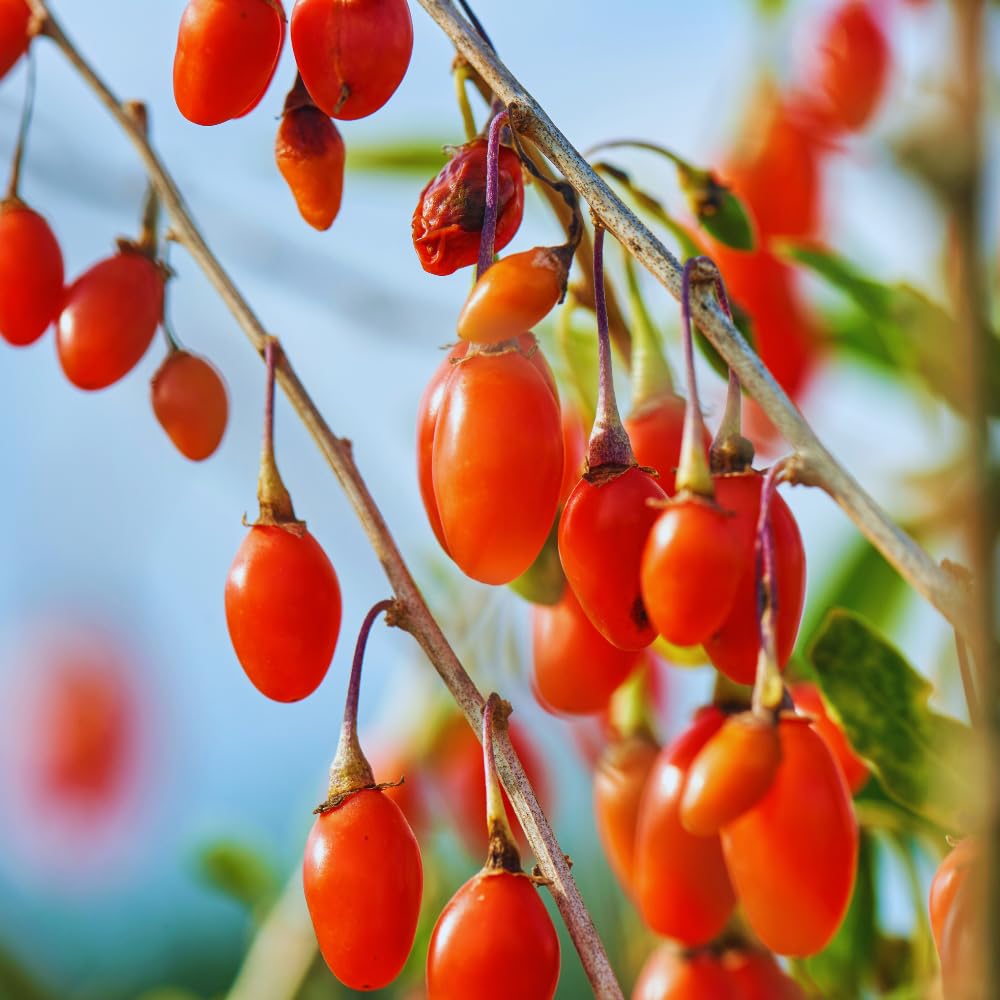 3 Red Goji Berry Plants Live, Goji Berry Tree Live Plant, 3-5'' Tall, Sweet Fruit Tree Gardening Outdoor Indoor, No Pot, Well Rooted