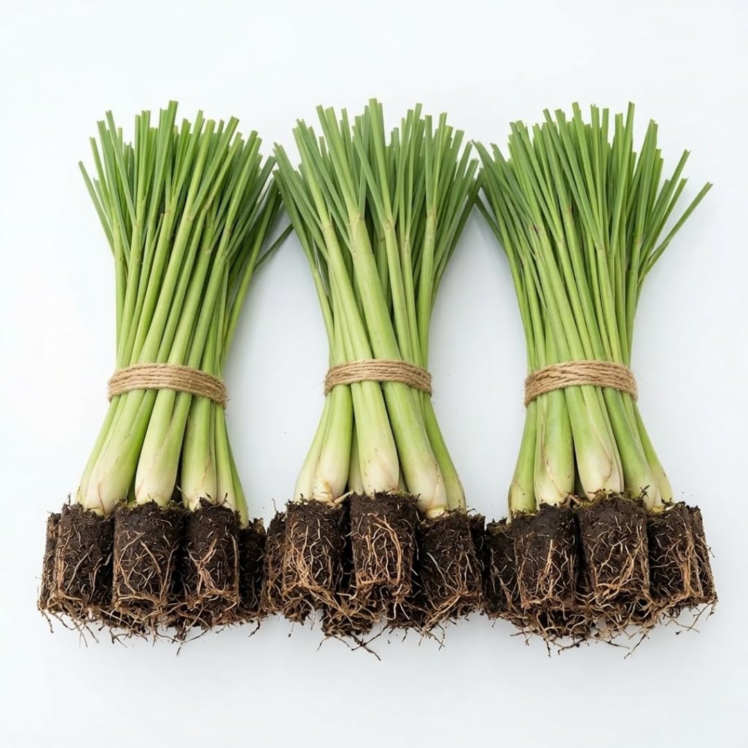 Live 10 Lemon Grass Plants for Outside, Lemongrass Plants Live, No Pot, Well Rooted, Trim Back, Fresh Fragrant Lemon Grass Stalks Plants for Outside Live