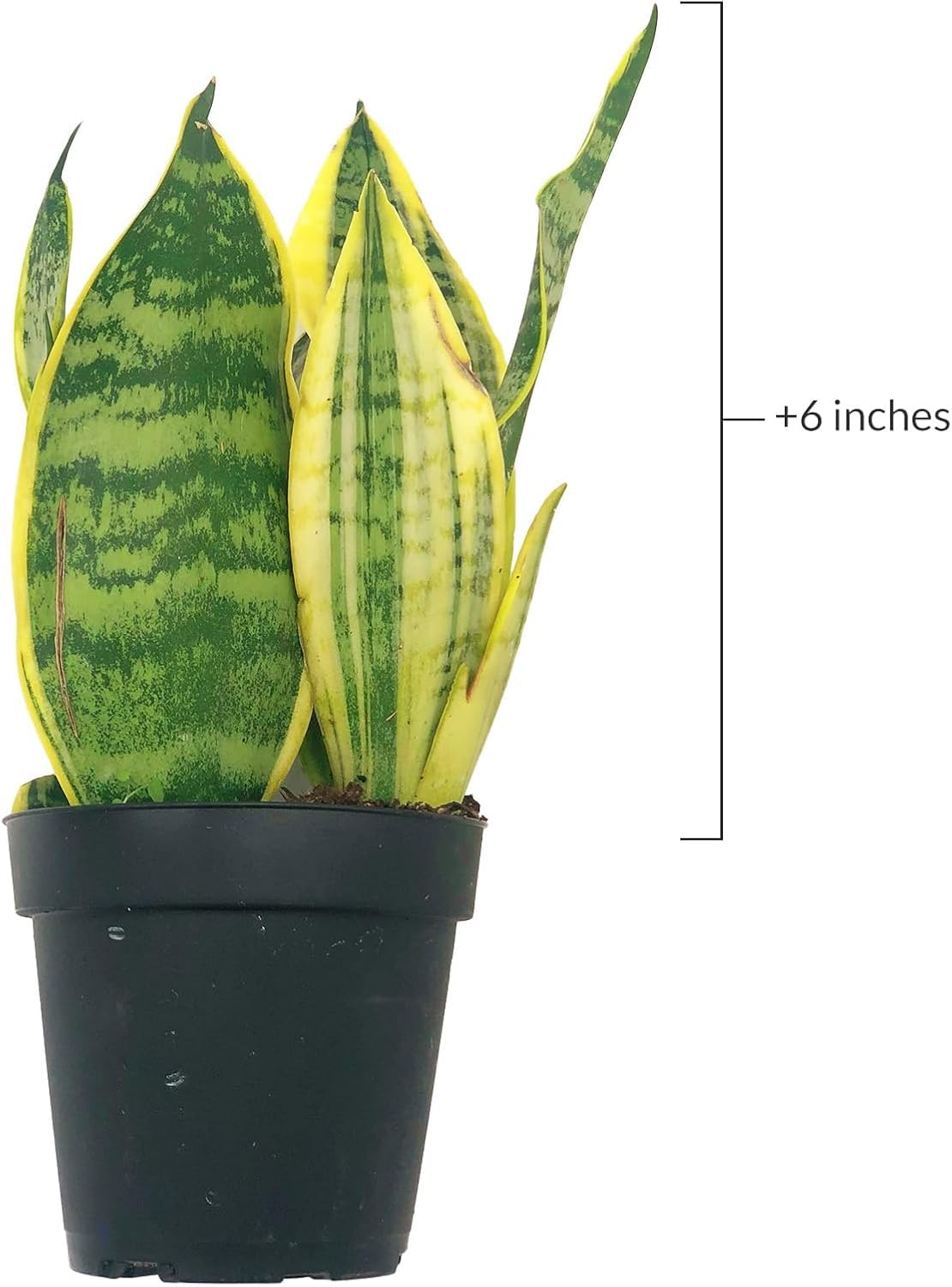 Live Snake Plant & Pothos Plant Bundle - Epipremnum aureus Golden Pothos and Snake Plant Sansevieria Superba Trifasciata - ragnaroc Tropical Plant 5-8” Tall - 2ct Live Arrival Guaranteed