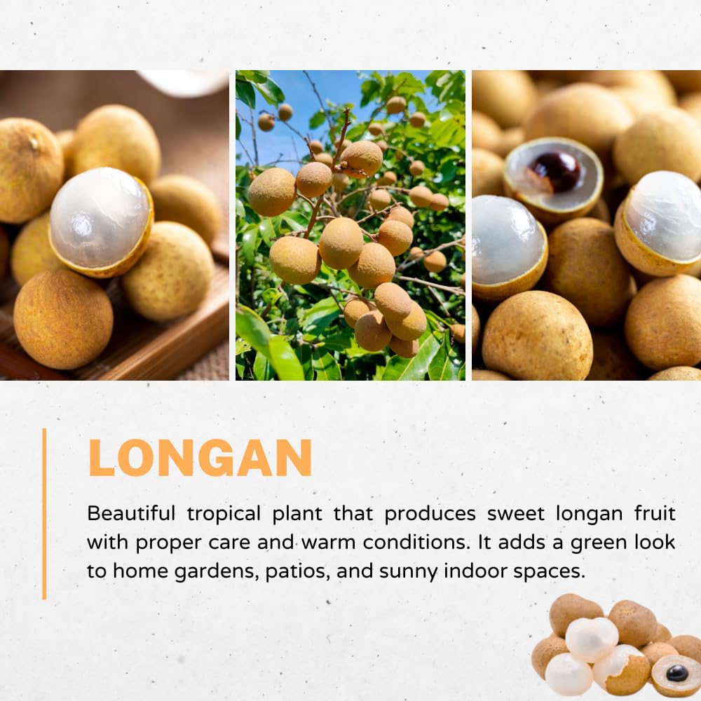 Longan Tree Live Plant, Longan Plant Live, Well Rooted in 4 Inches Pot, 6 to 8 Inches Tall, Sweet Fruit for Indoor Outdoor Growing