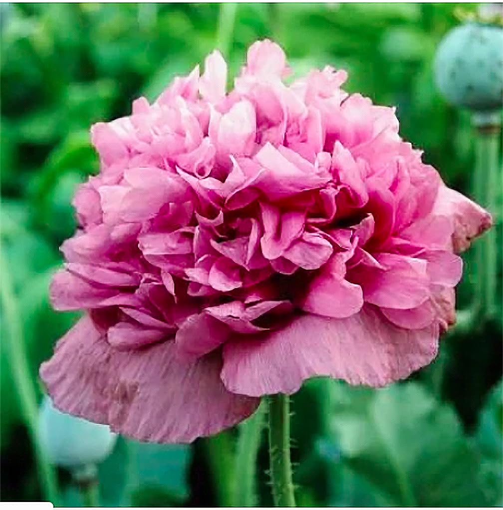 1600 Annual Violetta Blush Poppy Seeds - Tall Mauve Poppy with Black Markings