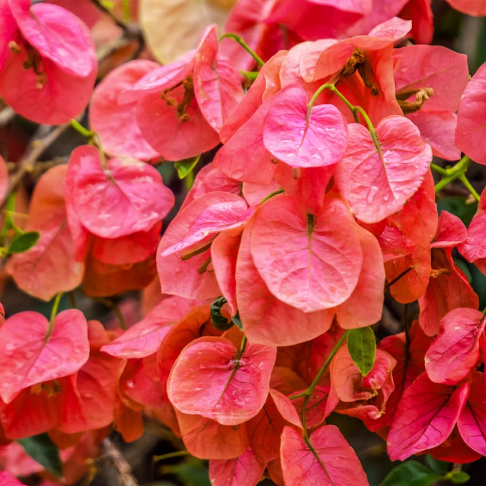 Set 2 Bougainvillea Plant Live, Trailing Flowering Vine, 4-6 Inches Tall, Well Rooted Bougainvillea, Outdoor Garden or Patio, No Pot (Orange)