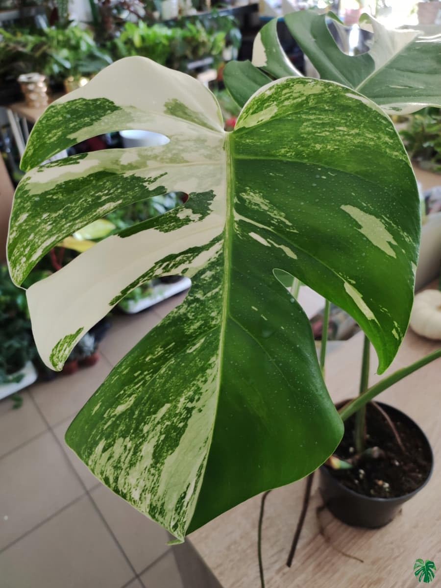 70pcs Variegated Monstera Seeds – Green & White Tropical Foliage Plant Seeds for Planting, Easy to Grow Indoor & Outdoor Houseplant, Decorative Jungle Vibe Seeds for Home or Garden