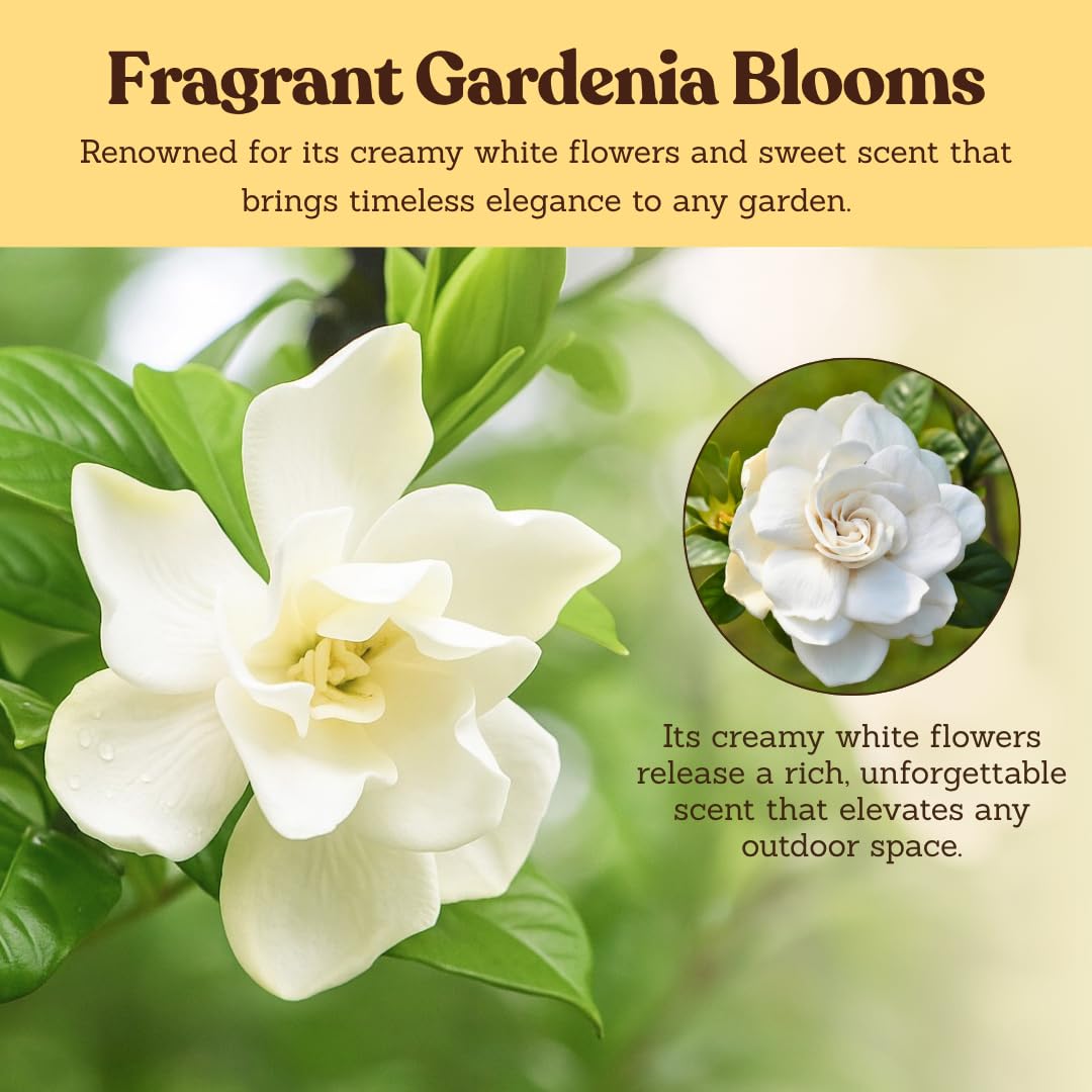 My Shelfie – Gardenia Jasminoides ‘Veitchii’, 1-Gallon Live Fragrant White Flowering Evergreen Shrub for Outdoor Garden, Patio Containers, and Landscape Planting (2)