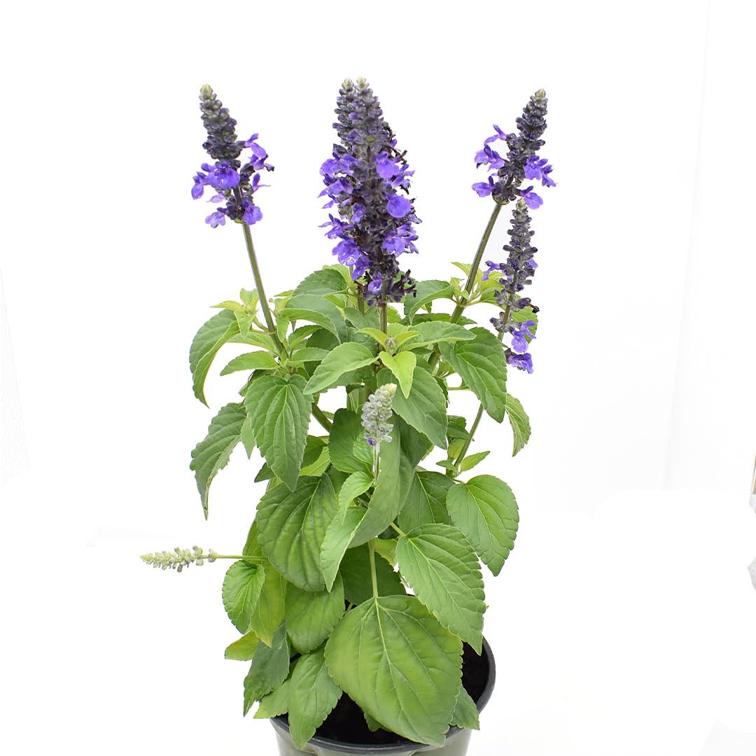 American Plant Exchange Purple Salvia Blue Sage – 6-Inch Pot – Live Flowering Perennial Plant, Drought Tolerant Easy Care Blooms for Outdoor Garden, Landscape, or Patio Decor