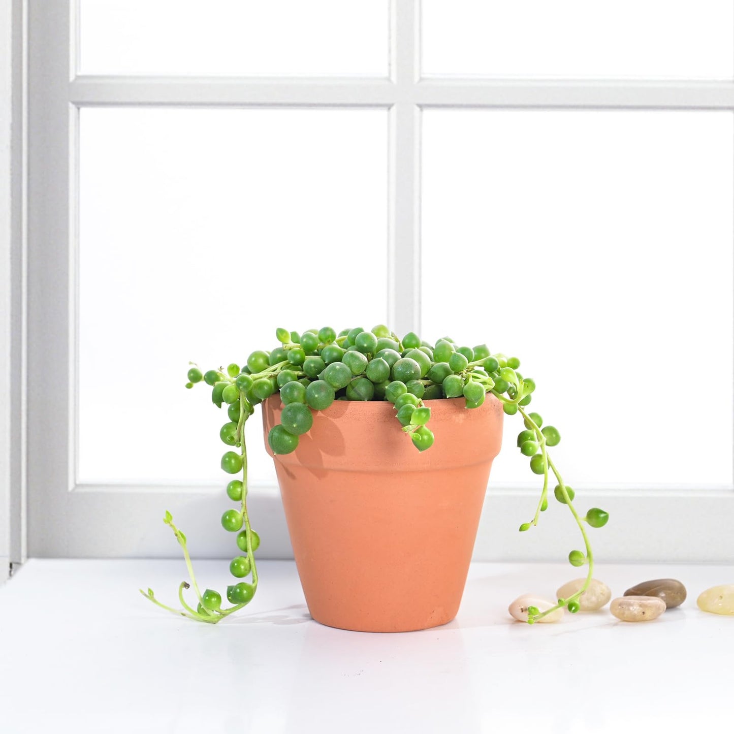 String of Pearls Live Succulent, 2 Inch Fully Rooted Potted Plant, Easy Care & Drought Tolerant, Trailing Indoor Houseplant for Home Decor